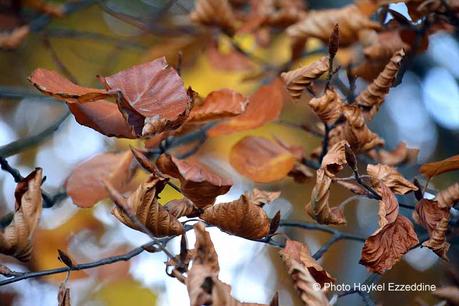 Un dimanche en photos DSC_5799.jpg