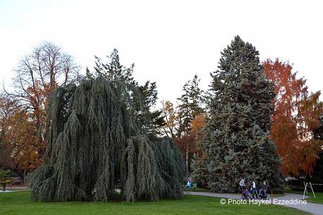 Un dimanche en photos DSC_5812.jpg