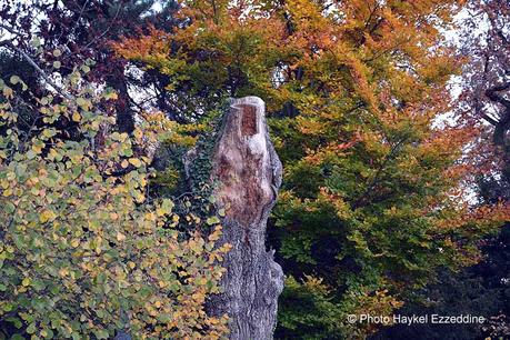 Un dimanche en photos DSC_5862.jpg