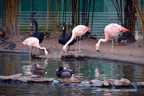Un dimanche en photos DSC_5847.jpg