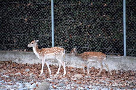 Un dimanche en photos DSC_5826.jpg