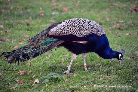 Un dimanche en photos DSC_5819.jpg