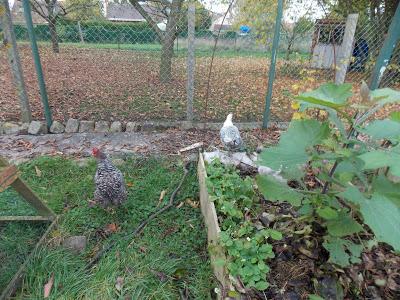 Mes canards et mes poules en promenade