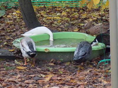 Mes canards et mes poules en promenade