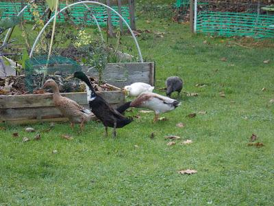 Mes canards et mes poules en promenade