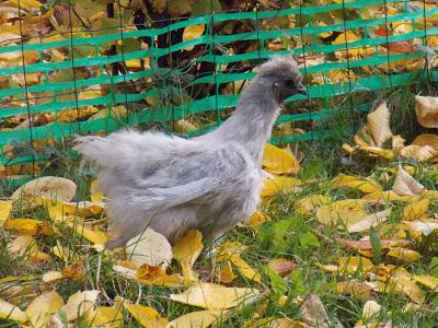 Mes canards et mes poules en promenade