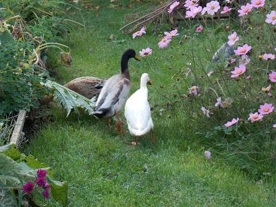 Mes canards et mes poules en promenade