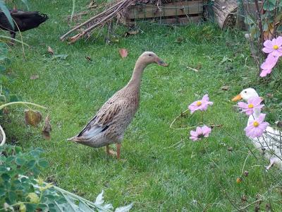 Mes canards et mes poules en promenade