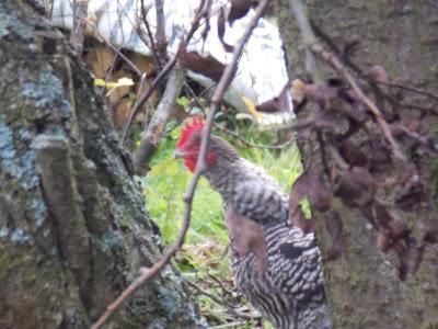 Mes canards et mes poules en promenade