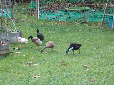 Mes canards et mes poules en promenade