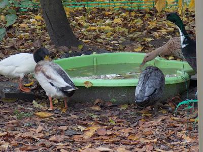 Mes canards et mes poules en promenade