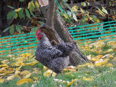 Mes canards et mes poules en promenade