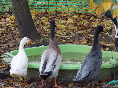 Mes canards et mes poules en promenade