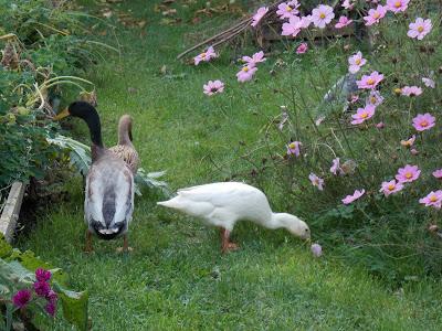 Mes canards et mes poules en promenade