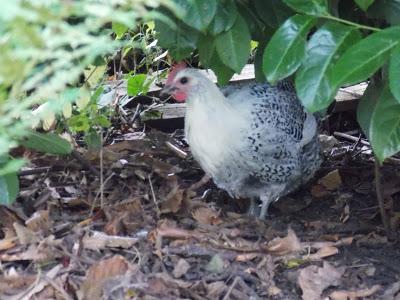 Mes canards et mes poules en promenade