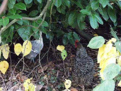 Mes canards et mes poules en promenade