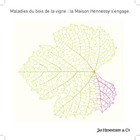 Hennessy – appel à projets sur les maladies du bois de la vigne Hennessy – appel à projets sur les maladies du bois de la vigne
