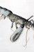 1944, Lucian Freud : Lobster