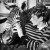 1943 : Lucian Freud avec une tête de zèbre apportée par Lorna Wishart, la plus jeune sœur Garman