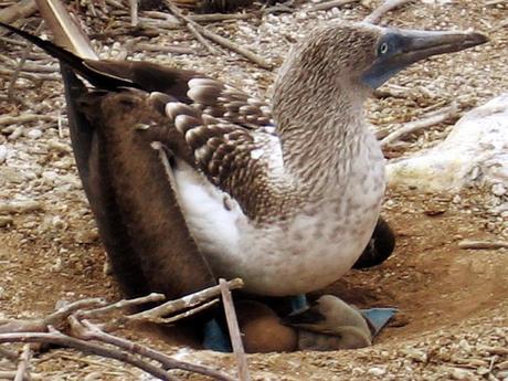 Les Galapagos - 3 Les Galapagos - 3