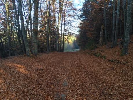Images d'automne en Auvergne