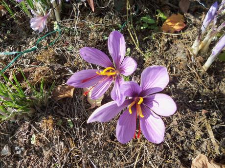 Cueillette des crocus à safran Cueillette des crocus à safran