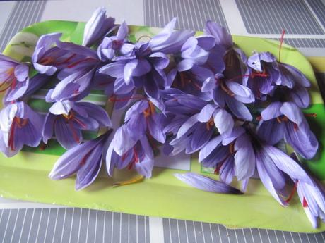 Cueillette des crocus à safran Cueillette des crocus à safran