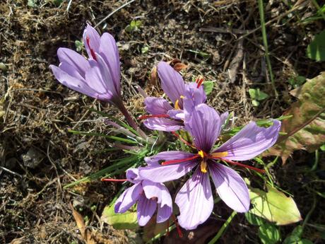 Cueillette des crocus à safran Cueillette des crocus à safran
