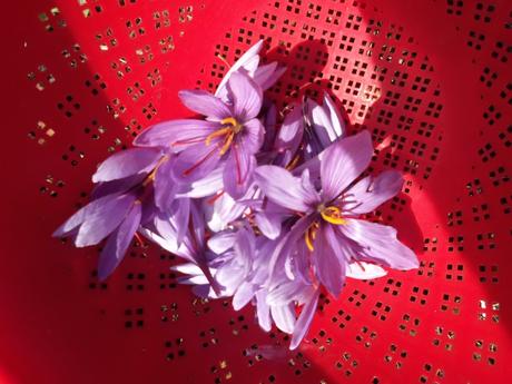Cueillette des crocus à safran Cueillette des crocus à safran