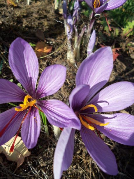 Cueillette des crocus à safran Cueillette des crocus à safran