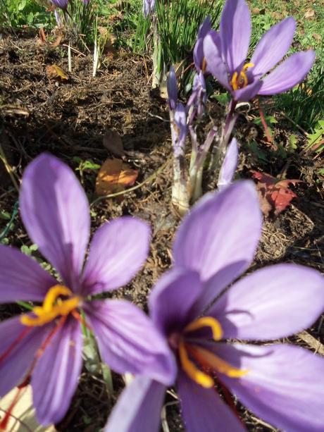 Cueillette des crocus à safran Cueillette des crocus à safran