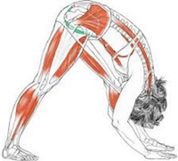 Allonger les muscles de la hanche