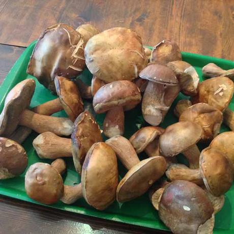 Potage crémeux de cèpes, tranches de baguettes grillées. champ-.wj