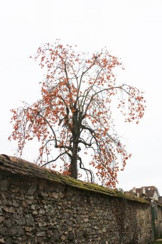 Diospyros, un bel arbre de Noël diospyros kaki veneux 16 nov 2015 019.jpg