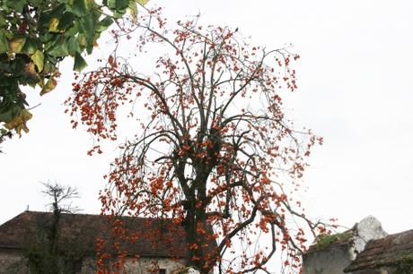 Diospyros, un bel arbre de Noël diospyros kaki veneux 16 nov 2015 015.jpg