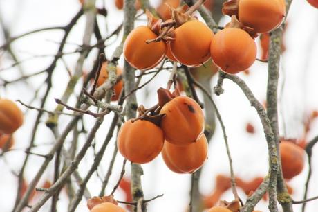 Diospyros, un bel arbre de Noël diospyros kaki veneux 16 nov 2015 018.jpg