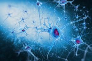ÉPILEPSIE: Traiter plutôt les neurotransmetteurs – The Journal of Neuroscience