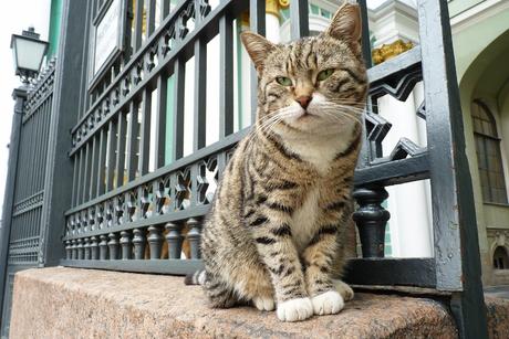 [lol cat?] Les chats de l'Ermitage font de la conservation préventive