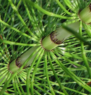 Grande prêle (Equisetum telmateia)