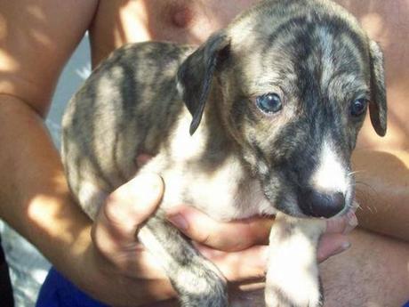 Isco galguito 4 mois à l'adoption chez sos chiens galgos