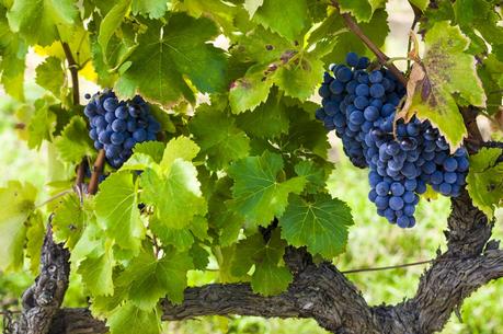 Le Luberon par les couleurs IMGP3570