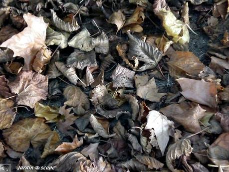 Les feuilles mortes