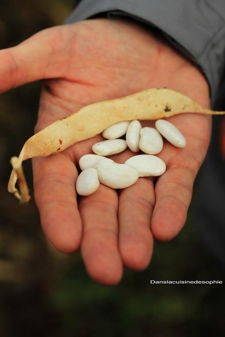 Velouté de haricots tarbais à la ventrèche Velouté de haricots tarbais à la ventrèche