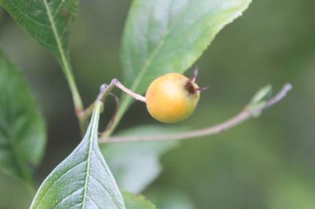 Scarlet Hawthorn, l'aubépine écarlate 9 crataegus pedicellata romi 18 oct 2015 025.jpg