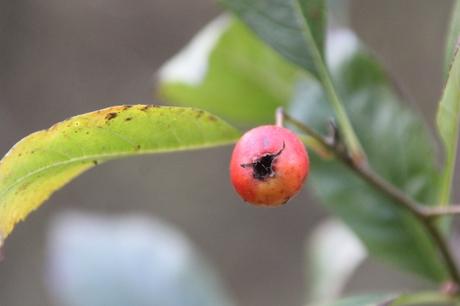 Scarlet Hawthorn, l'aubépine écarlate 14 crataegus pedicellata romi 10 nov 2015 040 (7).jpg