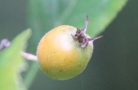 Scarlet Hawthorn, l'aubépine écarlate 10 crataegus pedicellata romi 11 oct 2015 010.jpg