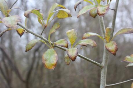 Scarlet Hawthorn, l'aubépine écarlate 1 crataegus pedi romi 22 déc 2014 029 (7).jpg