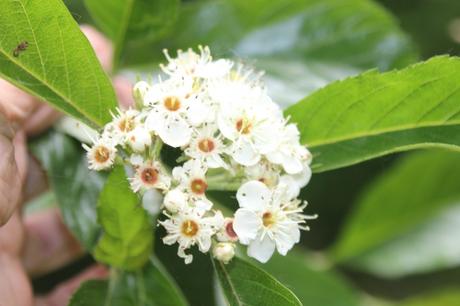 Scarlet Hawthorn, l'aubépine écarlate 3 crataegus pedicellata romi 23 mai 2014 029 (1).jpg