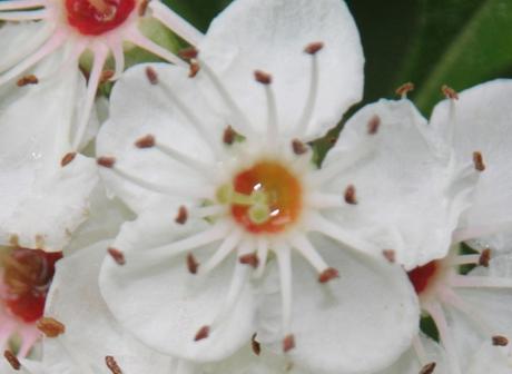Scarlet Hawthorn, l'aubépine écarlate 5 crataegus pedicellata romi fl 29 mai 2015 041 (4).jpg