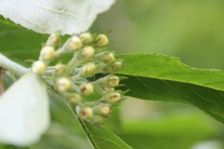 Scarlet Hawthorn, l'aubépine écarlate 8 crataegus pedicellata romi 15 mai 2014 062 (2).jpg
